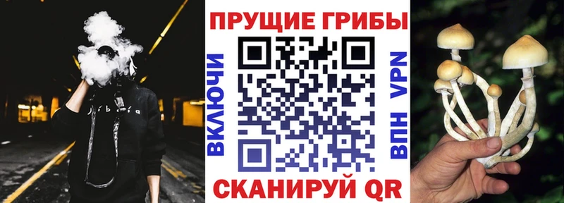 Псилоцибиновые грибы Psilocybe  Купить  Чебоксары 